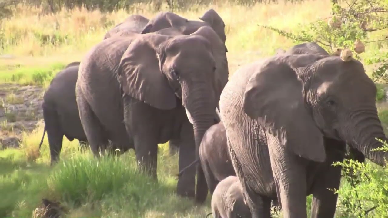 2013-za video clip 26 etosha 11 movie