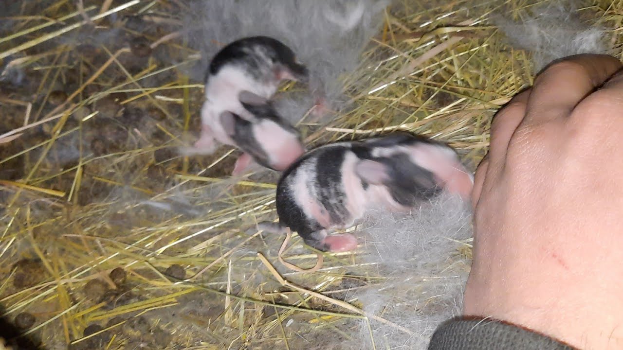 Mia  fatat iepuroaica doar 2 iepurași..🥶