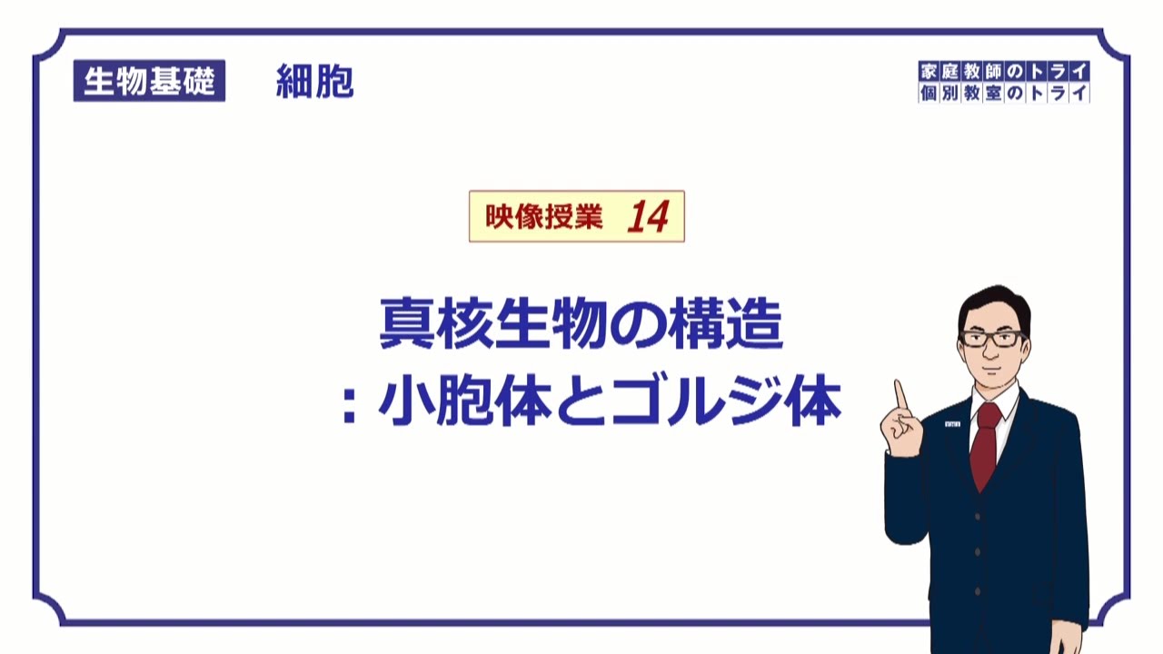 【生物基礎】　細胞14　小胞体とゴルジ体　（２０分）