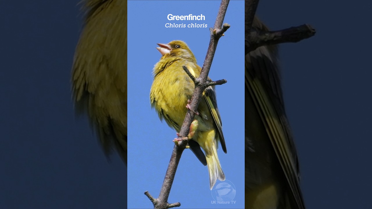 A Greenfinch's song is an amazing sound #birdsounds