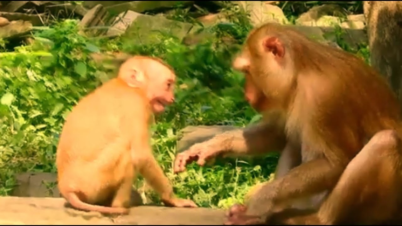 Ouch, Orphan baby Amanda is very spoiled crying tantrum to beg oldie grandma Ashley grooming her.