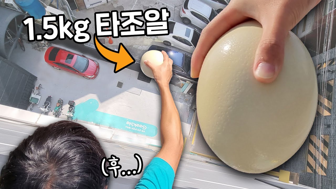 옥상에서 타조알을 떨어뜨리면..ㄷㄷ (놀라운 결과)