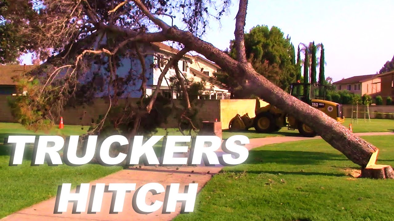 The Truckers Hitch In Action, Dropping a Tree with One Man
