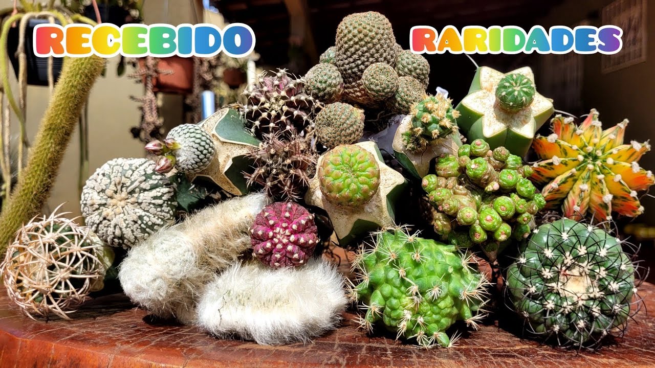 RECEBIDO MARAVILHOSO COM CACTOS RAROS DIRETO DO @FDJ Cactus 💚🌵