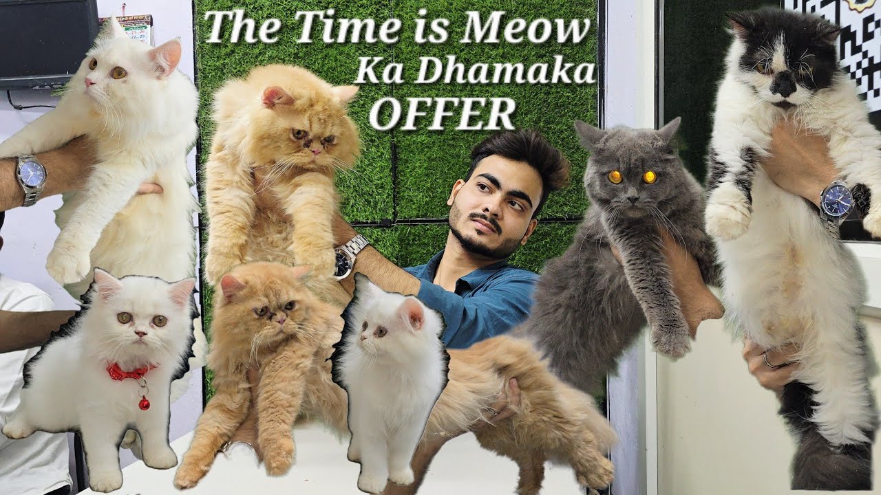 Bumper Offer on cat's & kittens available in Hyderabad at The Time is Meow pet shop | cat's grooming
