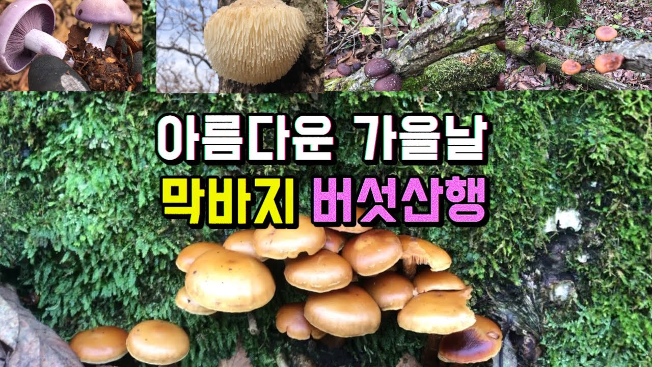 2025.10.26. 아쉬운 마지막 능이산행, 산속의 소고기 맛🍄