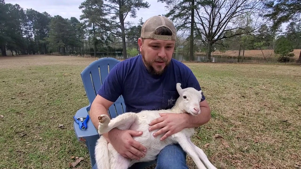 Banding our lambs - Castrating tutorial #lazypondfarm