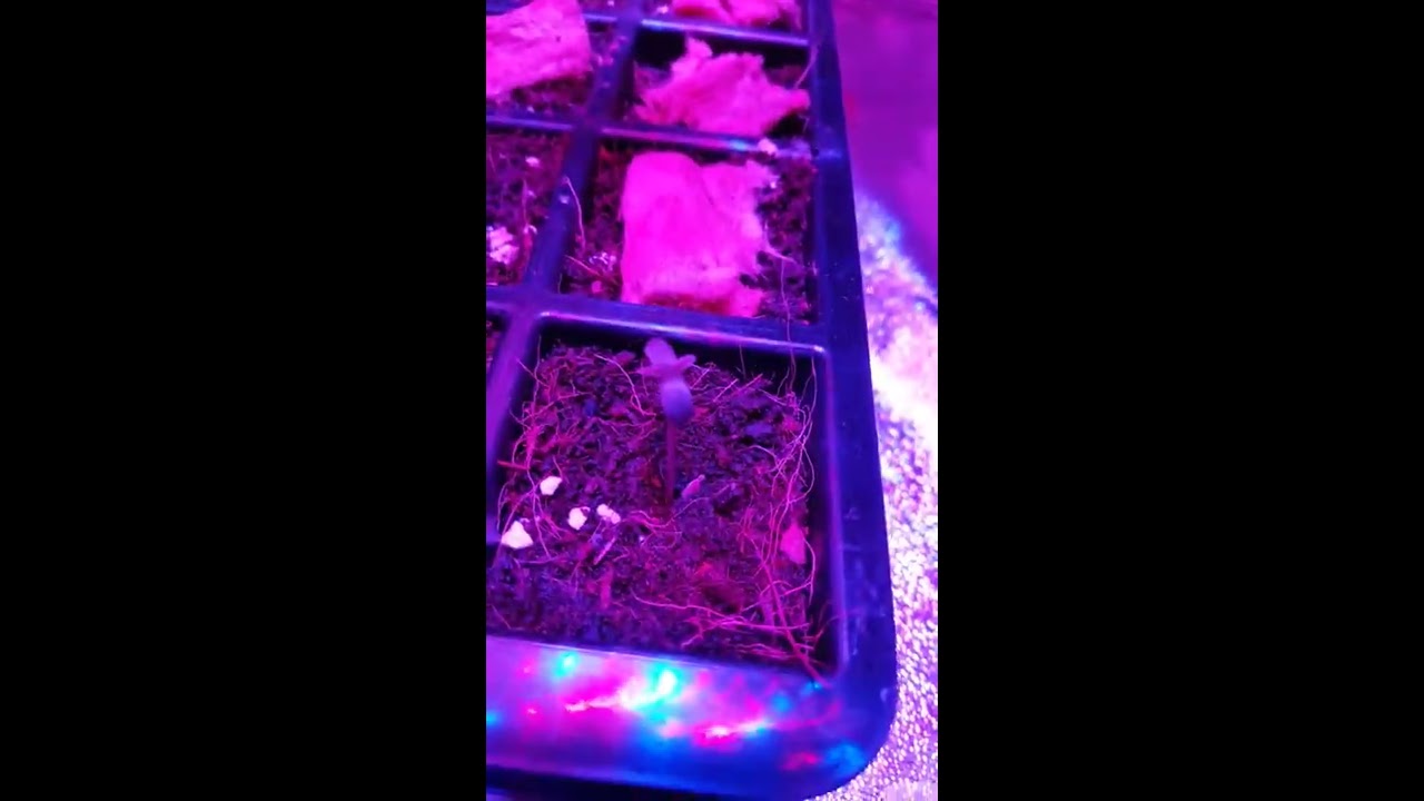 First Time Grower