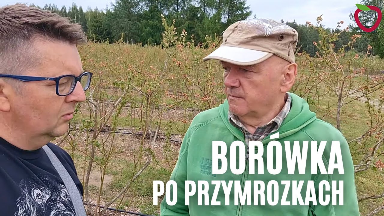Borówki po przymrozkach. Plantacja wygląda jak po miotaczu ognia!