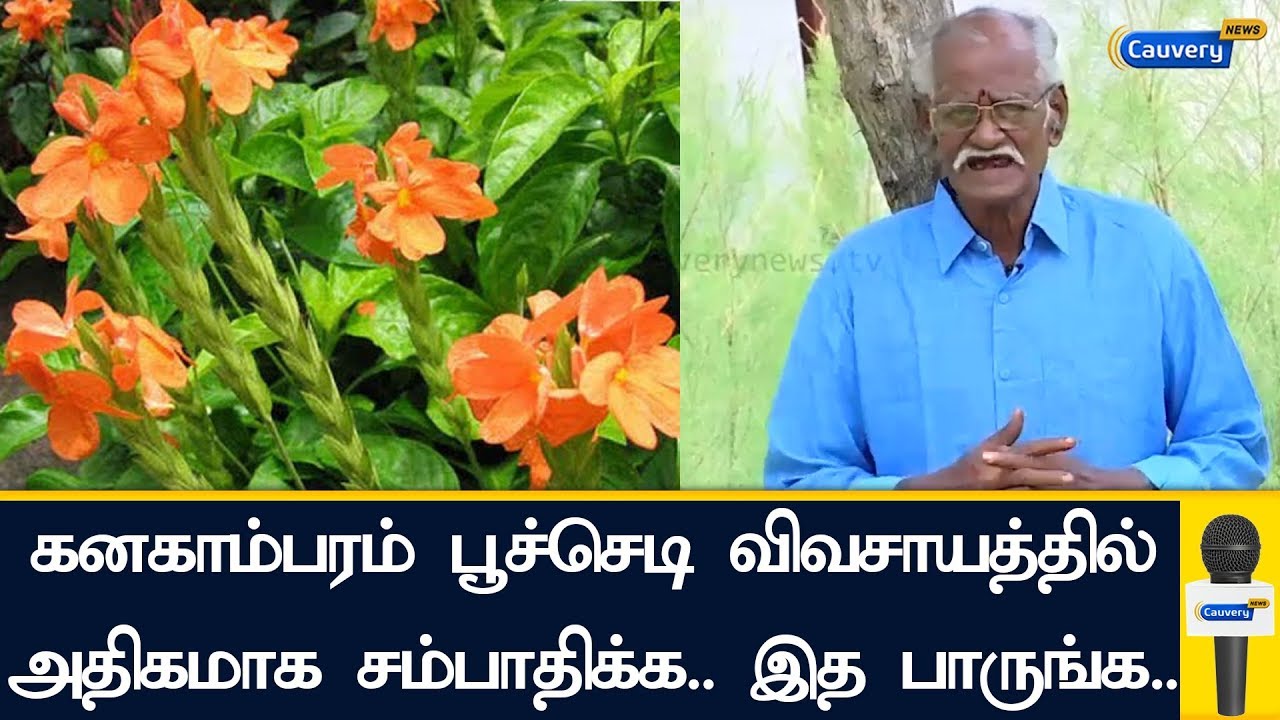 கனகாம்பரம் பூச்செடி  விவசாயத்தில் அதிகமாக சம்பாதிக்க.. சாதிக்க .. இத பாருங்க... | MANVAASANAI