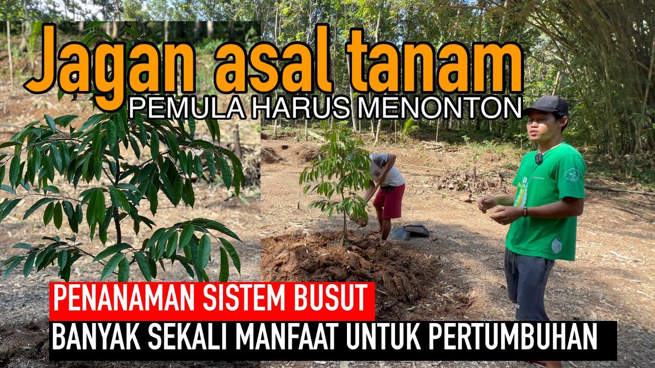 CARA AWAL TANAM POHON DURIAN YG BENAR, PEMULA HARUS TAU