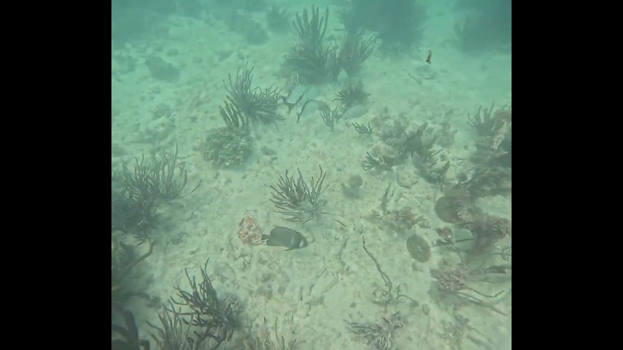 ISLA CONTOY ANGELFISCH