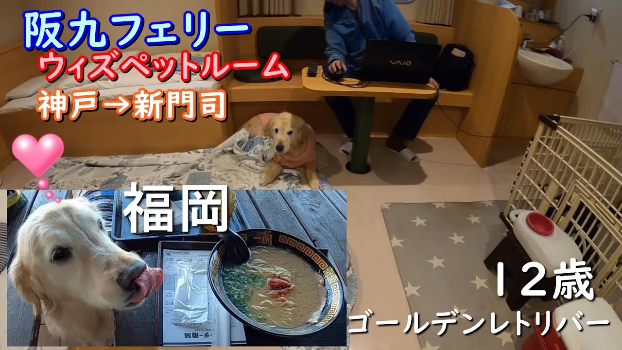 【愛犬と九州】阪九フェリーのウィズペットルームで九州上陸を果たしたゴールデンレトリバーのはっち