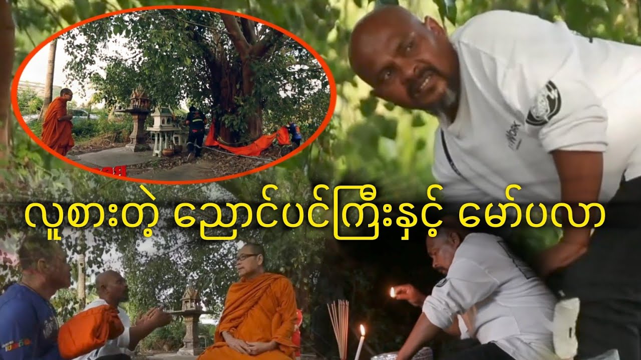 လူအယောက်၃၀ စားတဲ့ ညောင်ပင်ကြီးနှင့်မော်ပလာ #Lစိုင်းနောင် #ပရလောကဖြစ်ရပ်