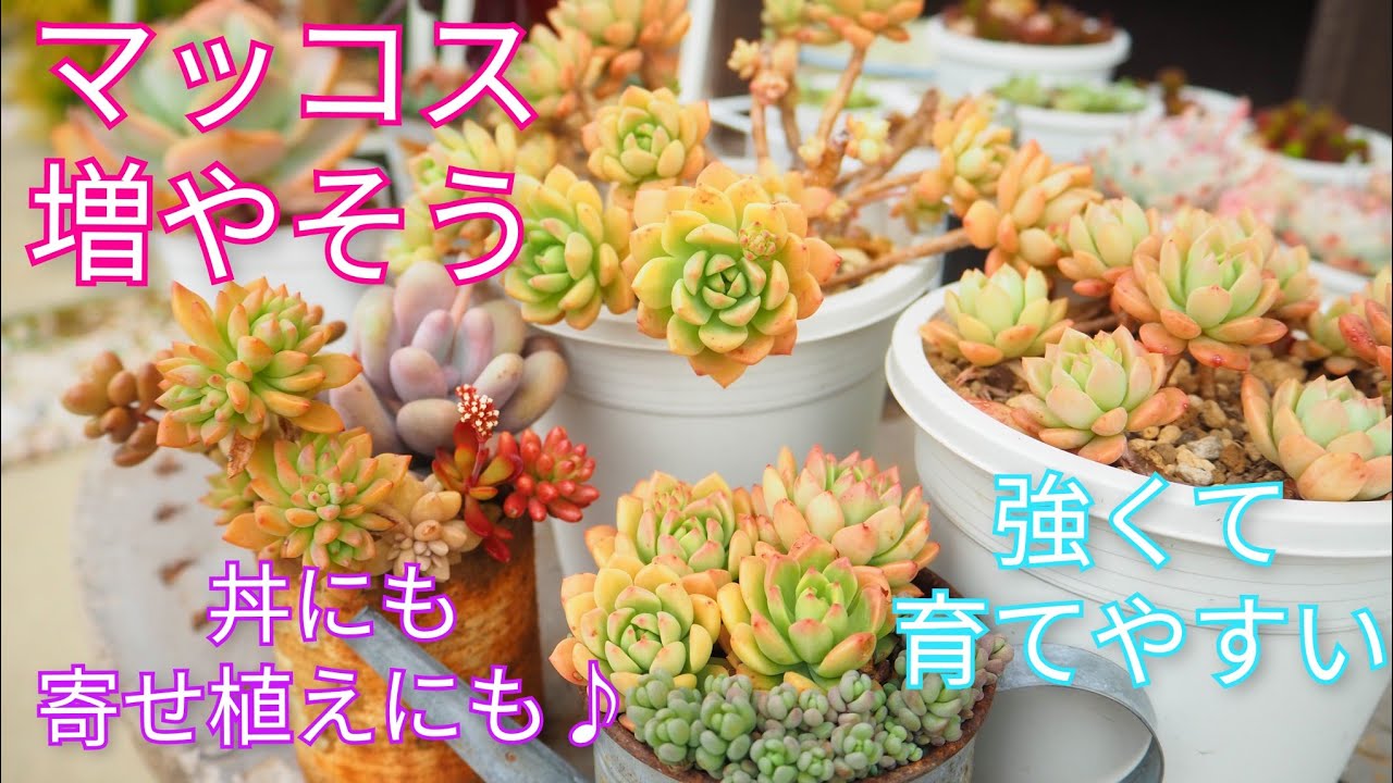 【多肉植物】強くて育てやすいマッコスを増やそう！