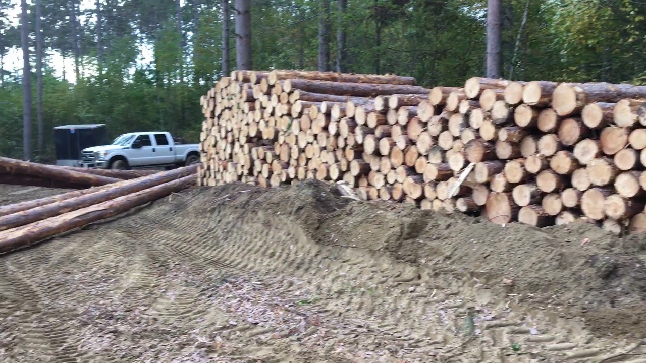 Logging Ontario red pine caterpillar and Deere forestry