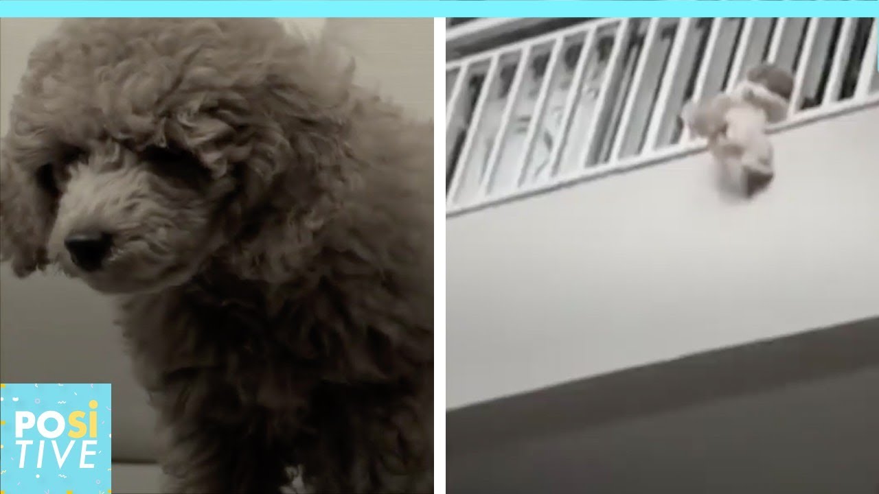 The poodle that took several souls in a matter of seconds | Positive