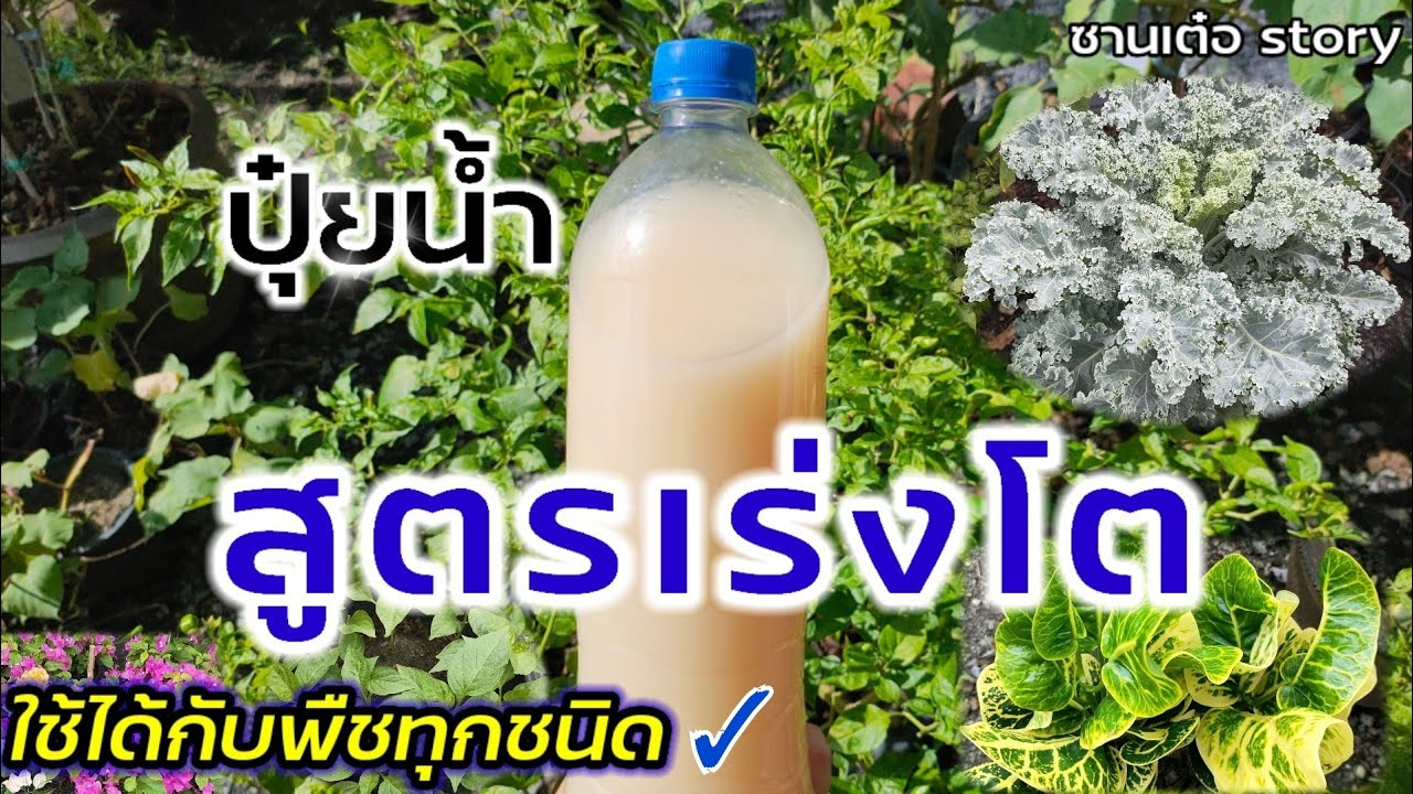 วิธีทำปุ๋ยน้ำ สูตรเร่งโต ใช้ได้กับพืชทุกชนิด [ปุ๋ยน้ำซาวข้าว]✓