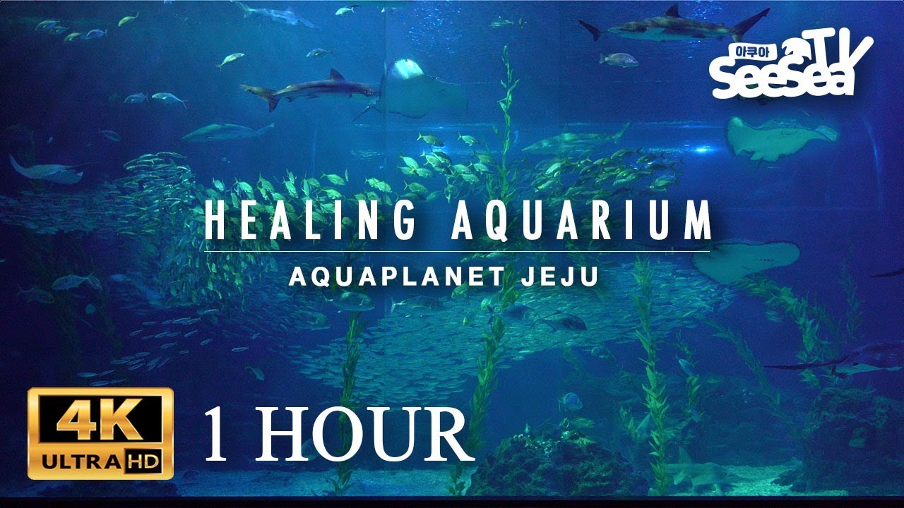 [Healing Aquarium 1Hour] 마음이 편안해지는 힐링 영상 l 아쿠아플라넷 제주 메인수조 1시간 바라보기 4K