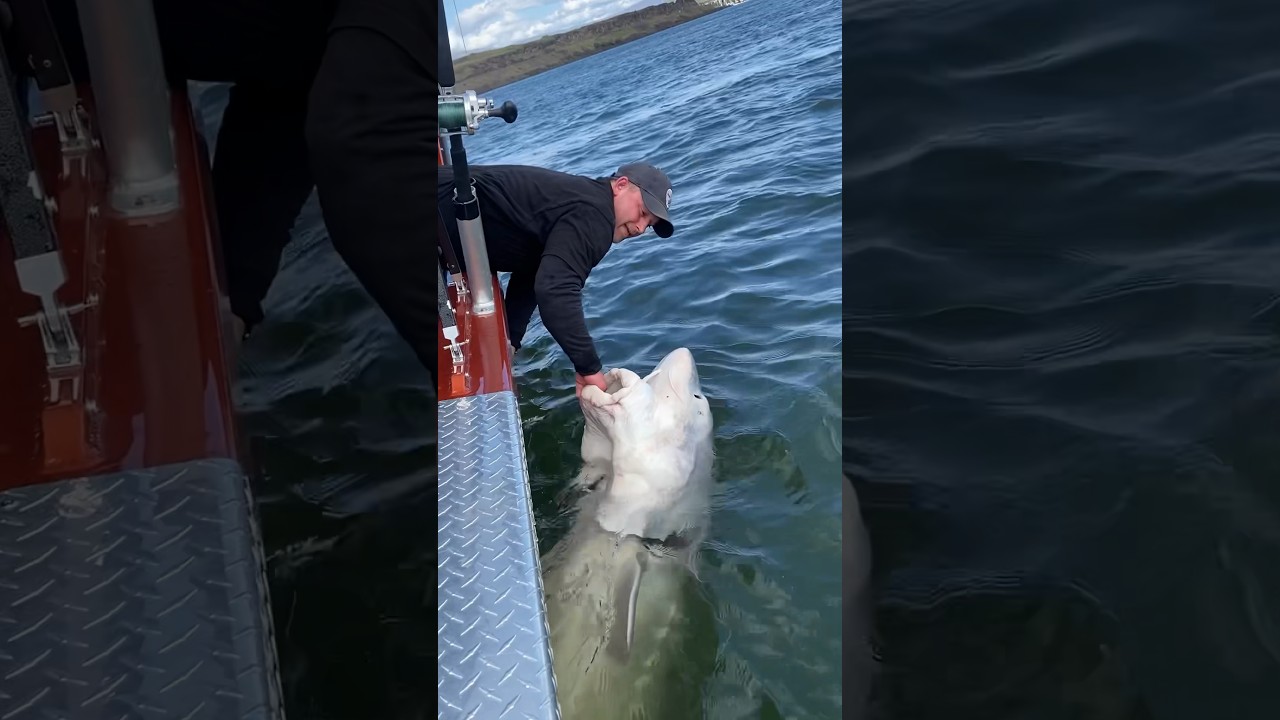 Monster Columbia River Sturgeon #fishing #sturgeon #fish #biggamefishing