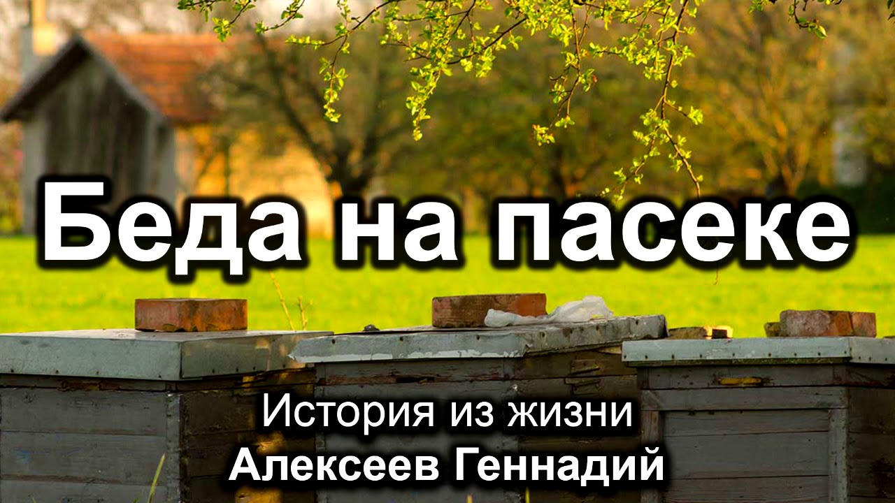 Беда на пасеке. Алексеев Геннадий. Истории из жизни. МСЦ ЕХБ