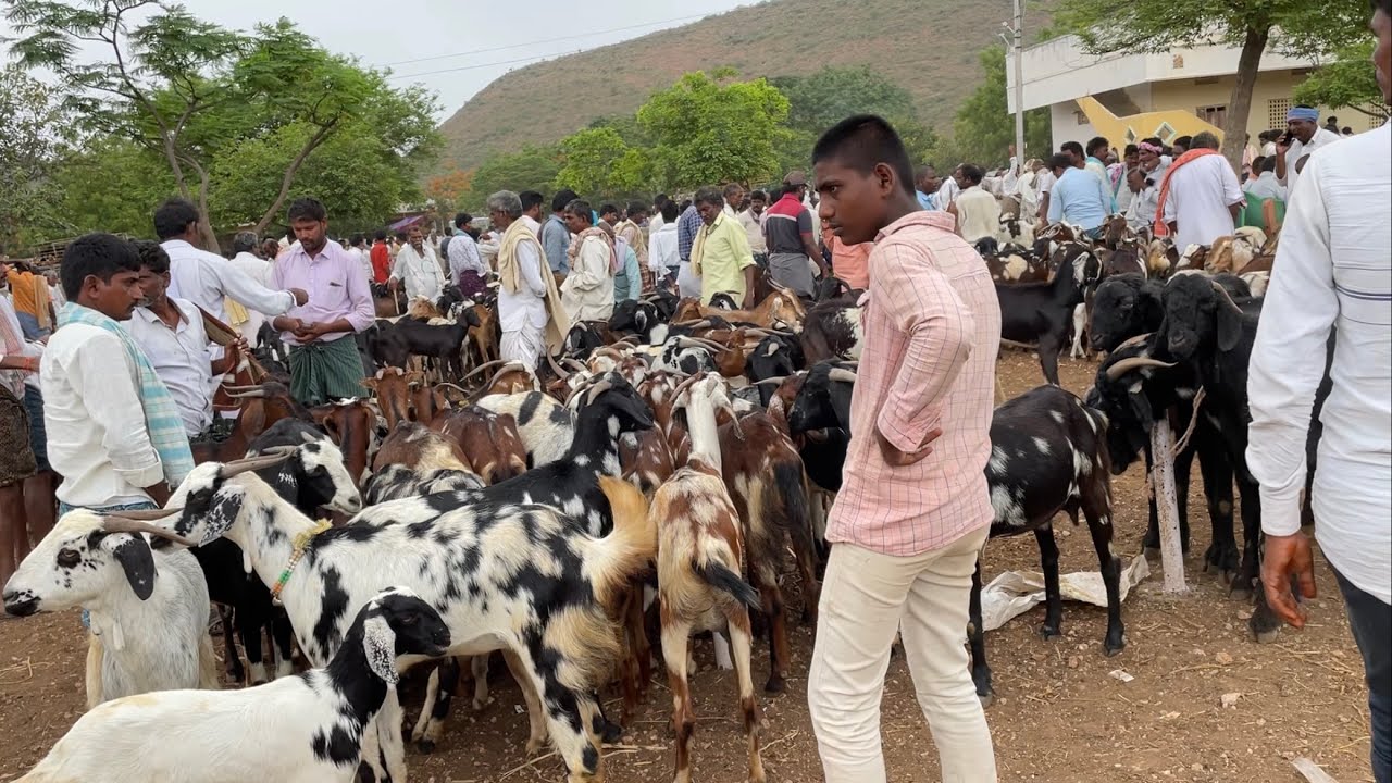 kunta goat market | Thursday sheep market