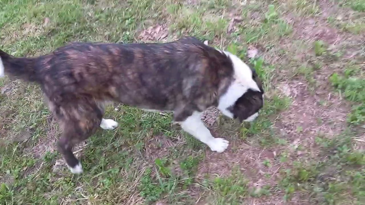 Ottima CUCCIOLA di pastore dell'Asia centrale da guardia!