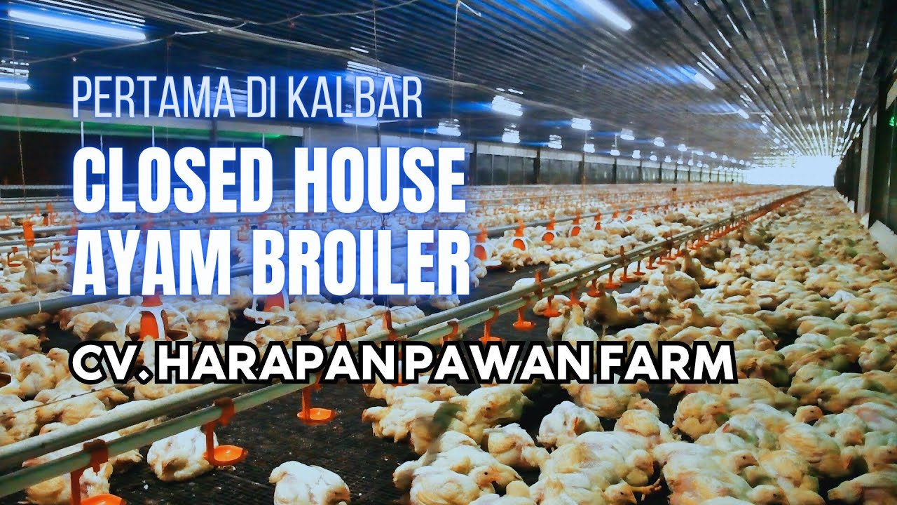 INDUSTRIALISASI AYAM PEDAGING CV. HARAPAN PAWAN FARM KALIMANTAN BARAT