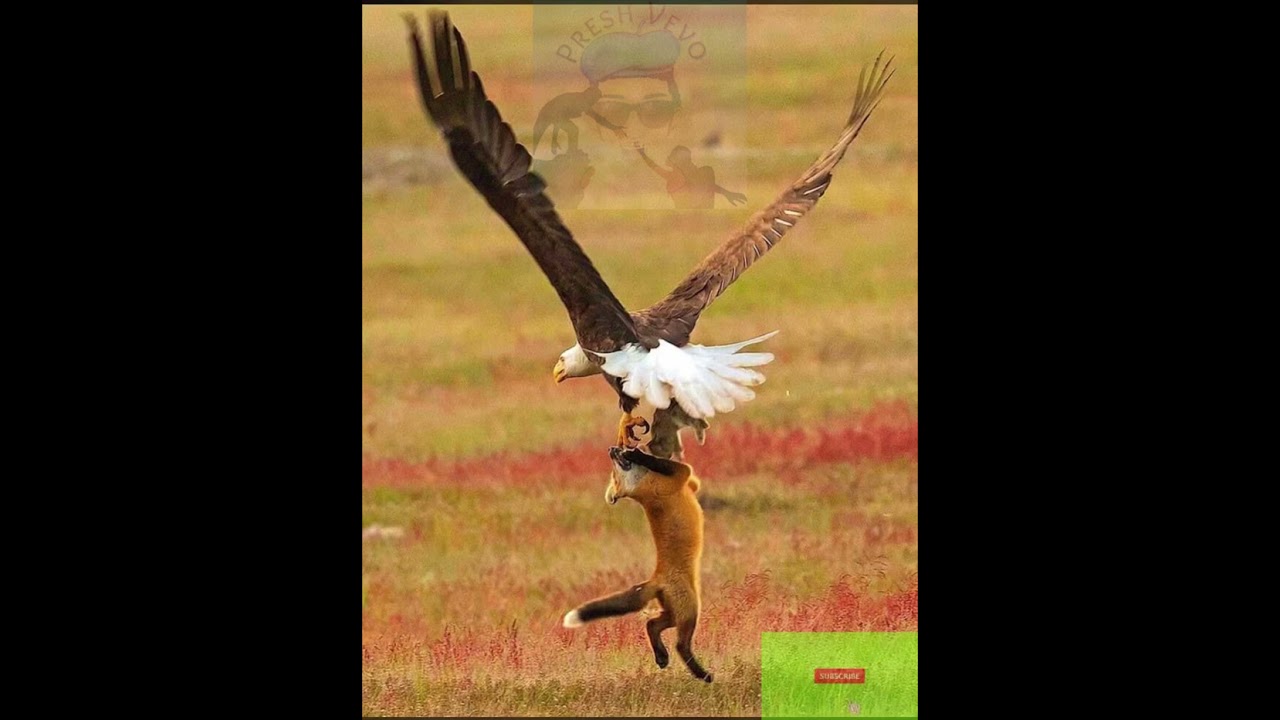 Eiye Jorjor Zuwara Perch{Libya} 2023 @2nd Unshakable Regime💙