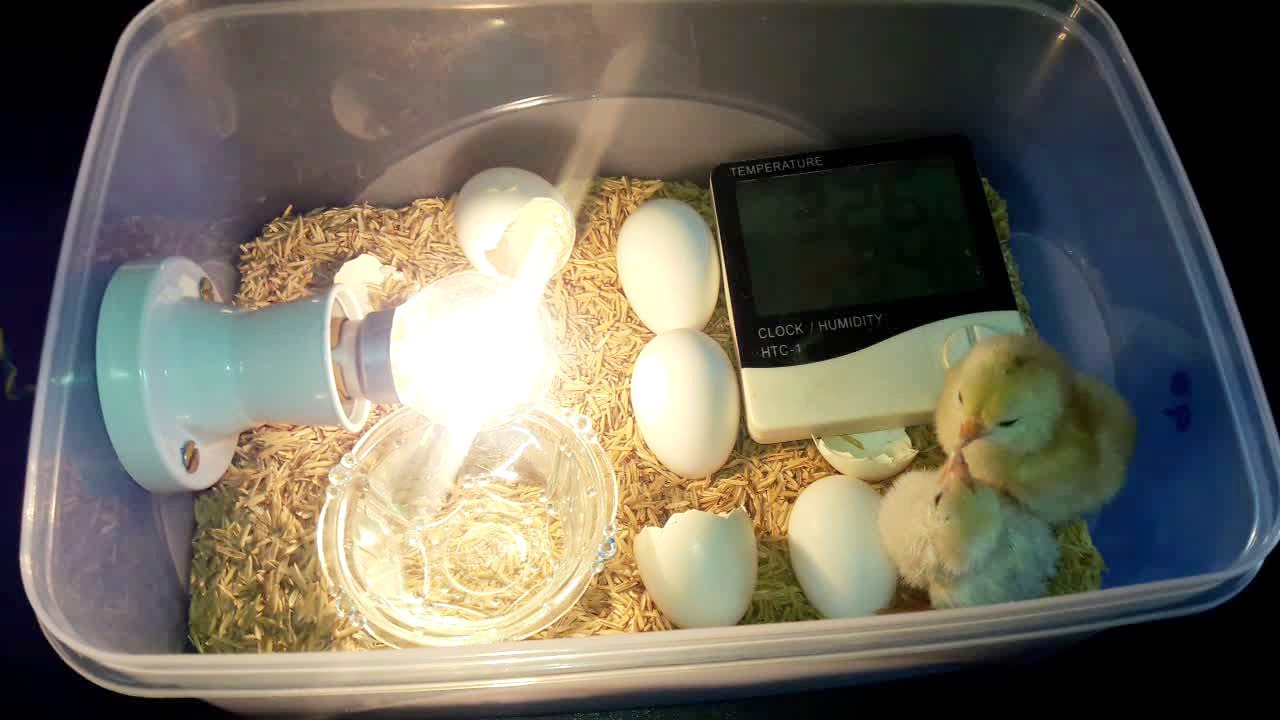 How to Make a Homemade Incubator for Chicken Eggs | Plastic Box Incubator | DIY Homemade Incubator
