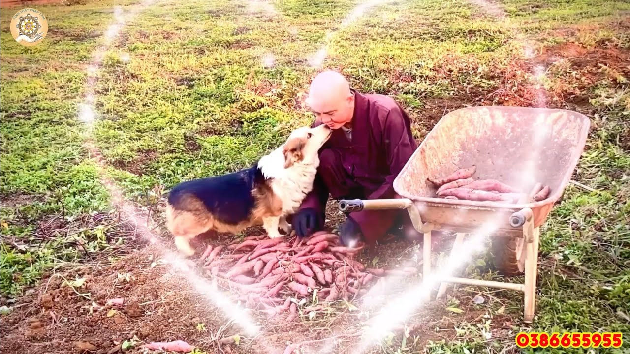 TỊNH THẤT CHÂN TÂM - VỤ MÙA THU HOẠCH CUỐI NĂM (THÁNG 12 - ẤT TỴ)