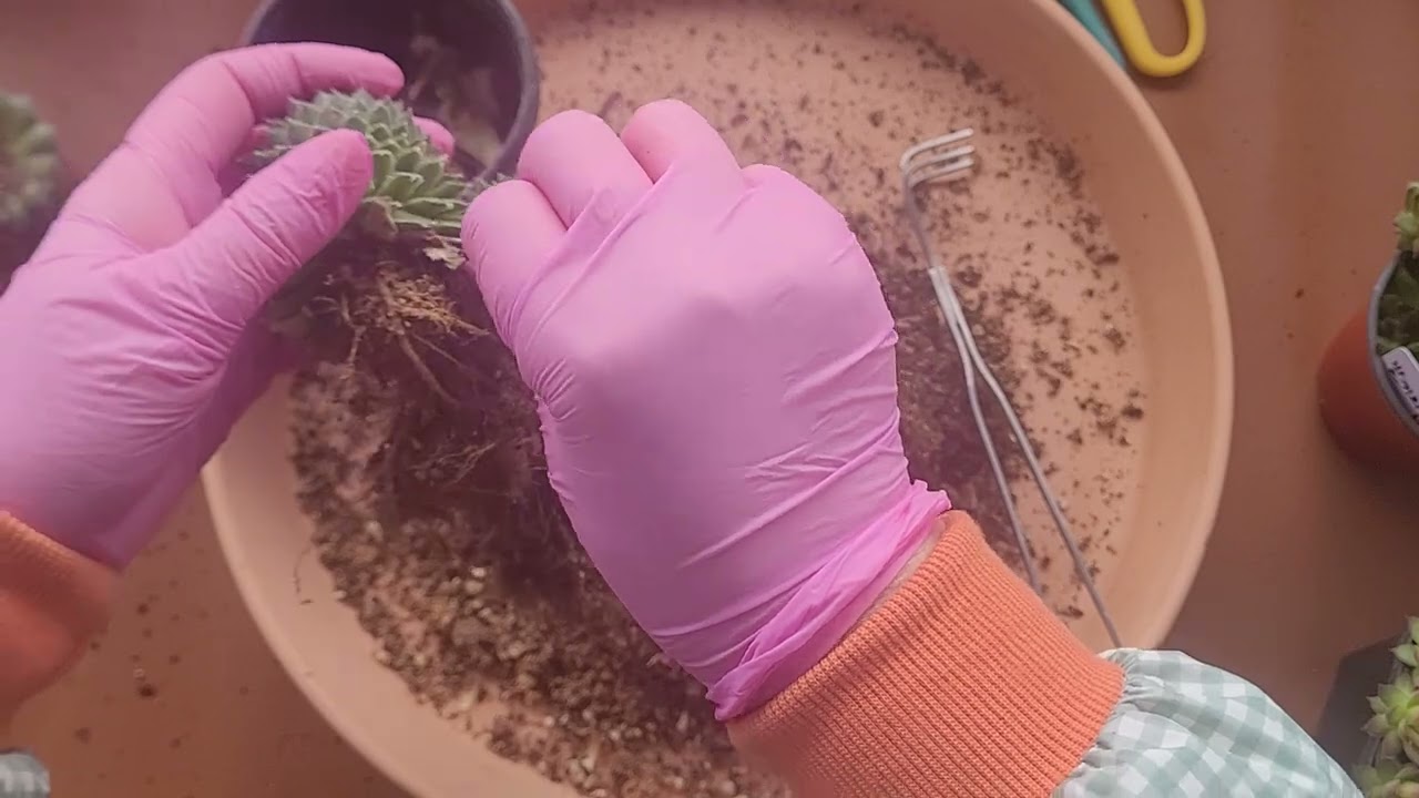 용설바위솔농장에서 데려온 바위솔 심어 보았네요🌹🐰💚