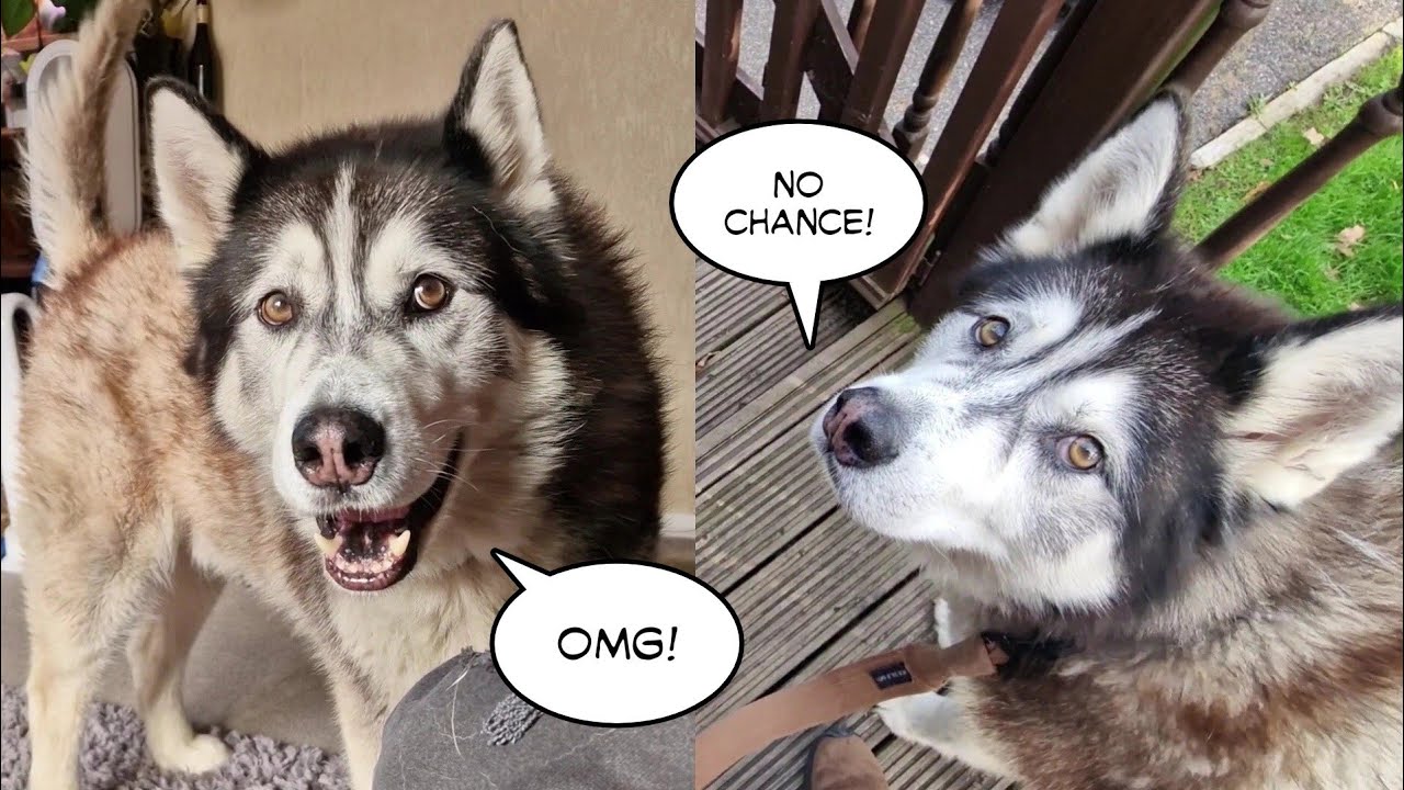 Husky Does A Very Odd Thing on His Latest Roadtrip