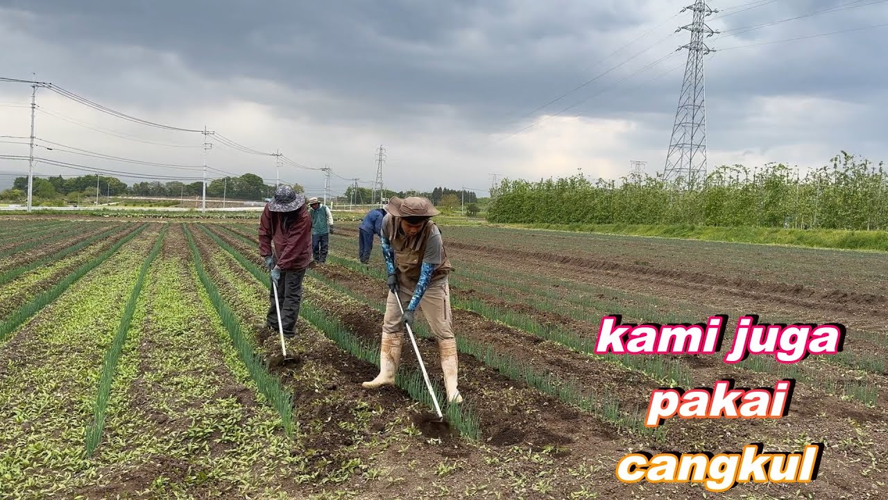 bersih kan rumput pakai cangkul di pertanian jepang eh tiba2 mau  ujan kita pulang aja ya ,,,