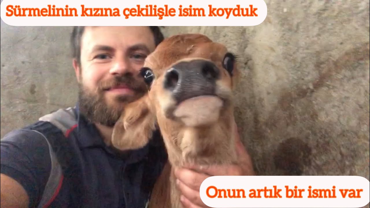 Sürmelinin kızına isim koyduk/Sizlerden gelen isimler(En tatlı buzağım)