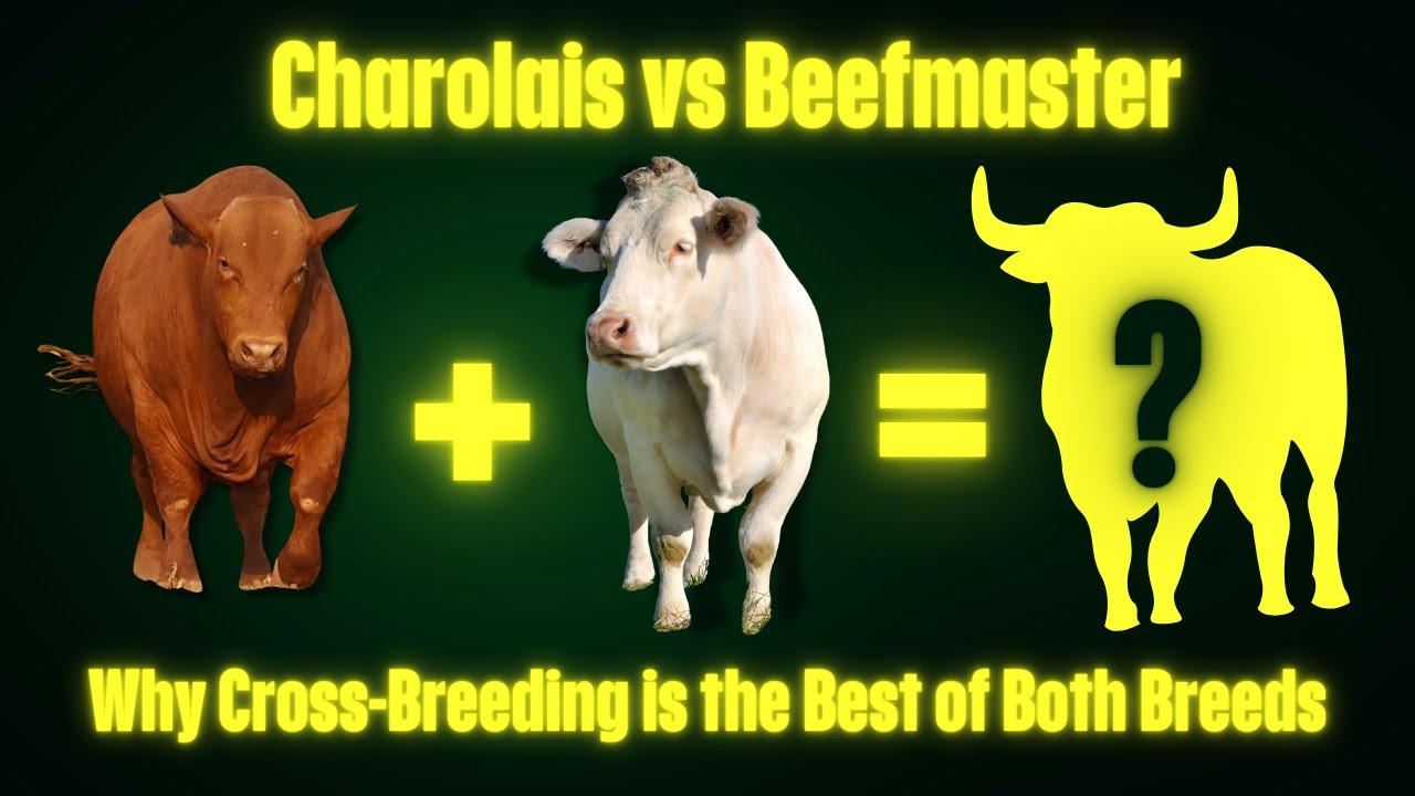 Charolais vs Beefmaster | Boost Your Herd with This One Simple Cross-Breeding Strategy