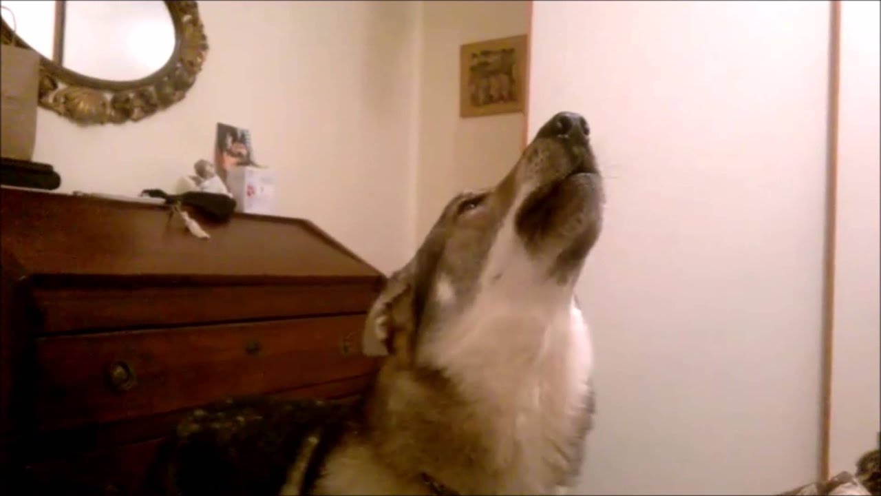 Aki Cane Lupo Cecoslovacco in amore che ulula, senza rantolite seborroica