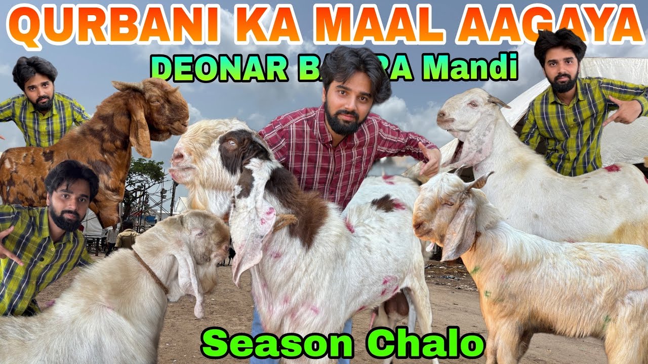 DEONAR BAKRA MANDI TUESDAY LATEST UPDATE | LIVE MARKET | BIGGEST GOAT 🐐31 March 2026