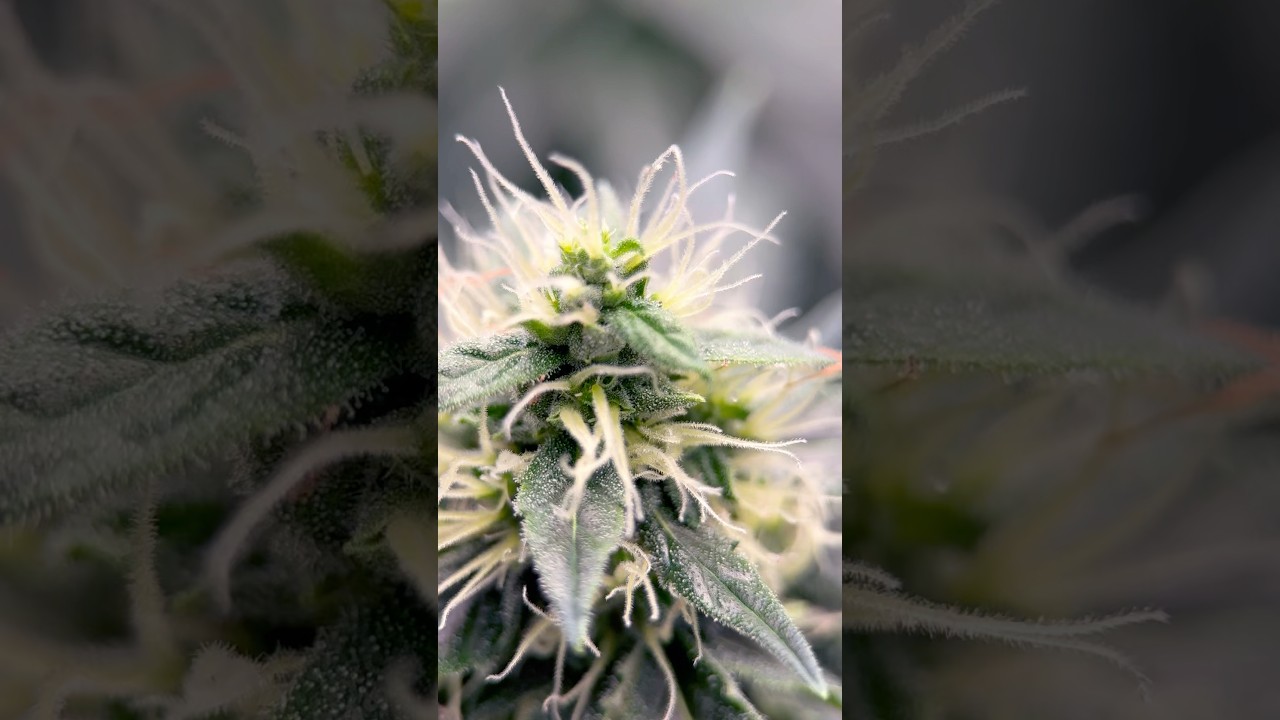 OG Kush Feminized from white label seeds 😋 Week 7 Flower #420 #seedtoharvest #cannabiseducation
