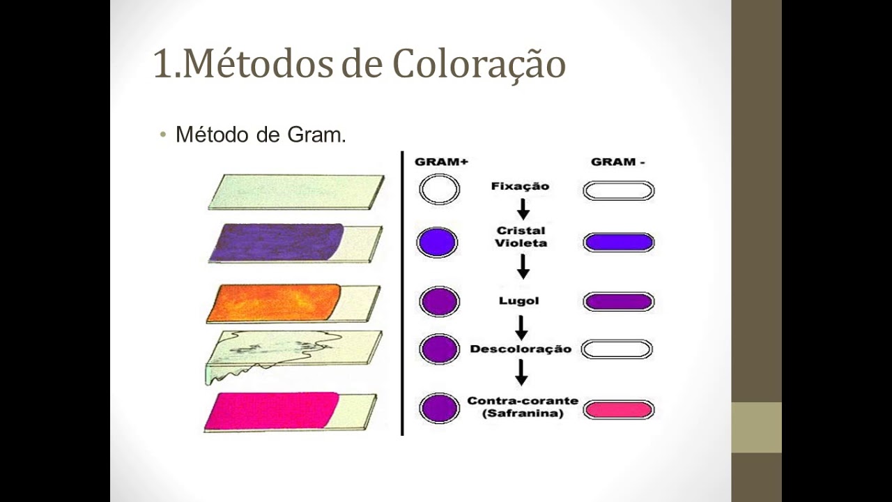 Introdução a Microbiologia Clínica:(AULA 01)