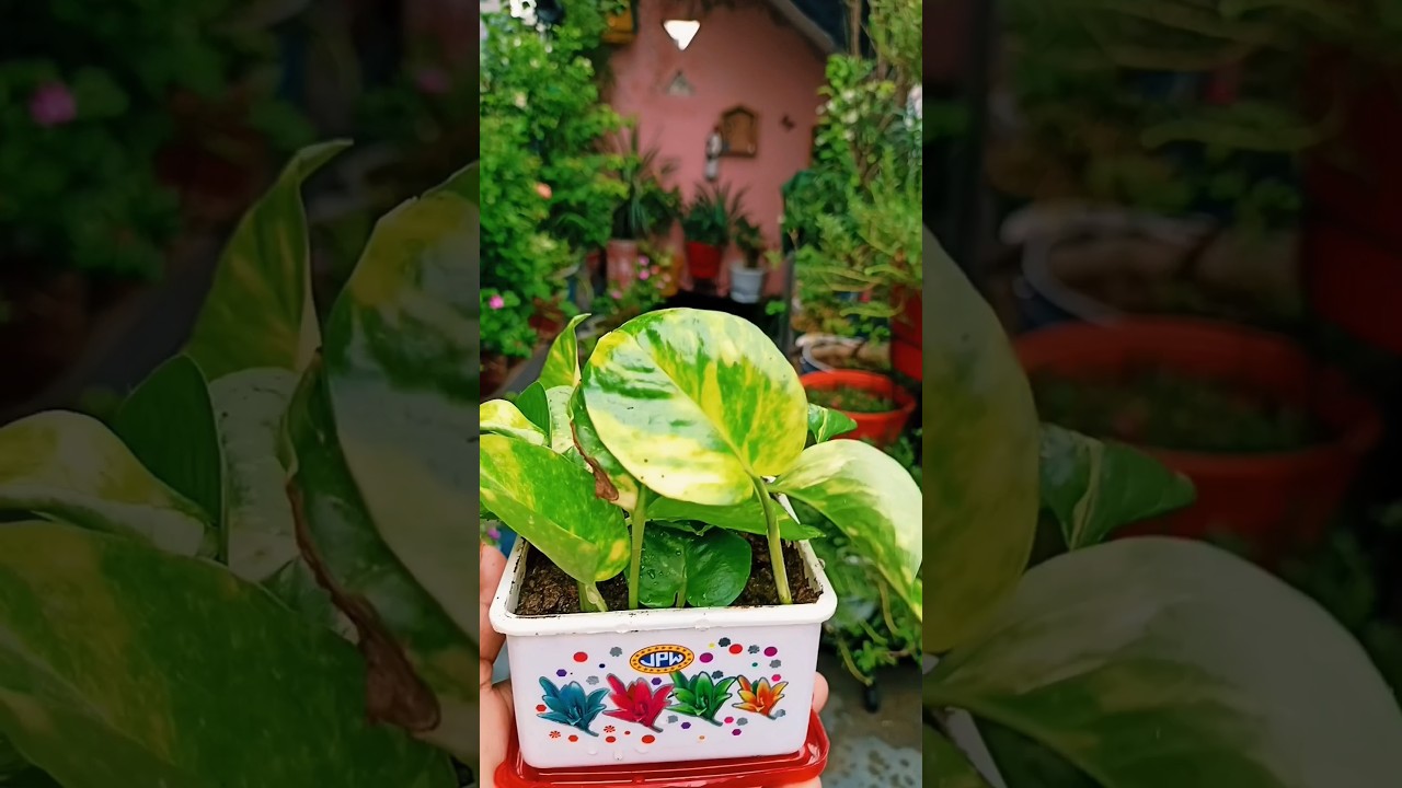 home garden decor ideas #gardendecoration #homeentrance #shortsfeed #youtubeshorts #viral #shorts