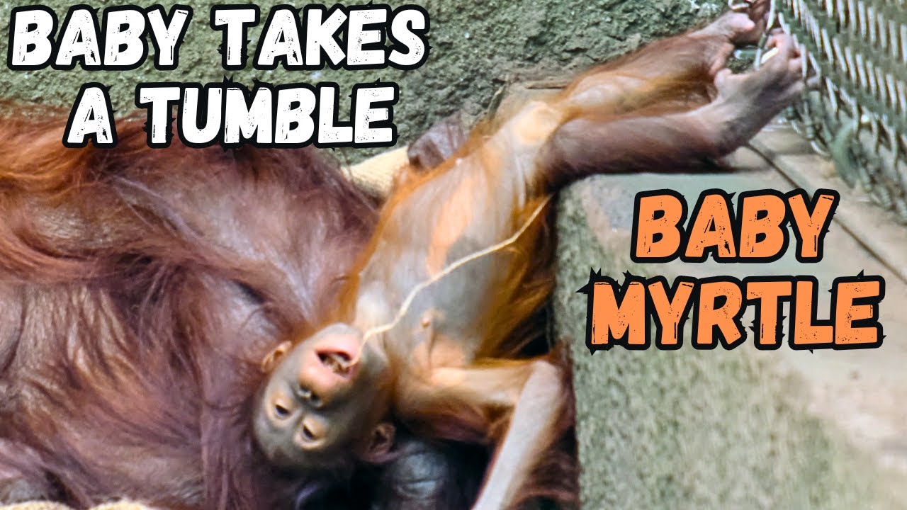 Orangutan Baby Falls Face First Onto Her Mother