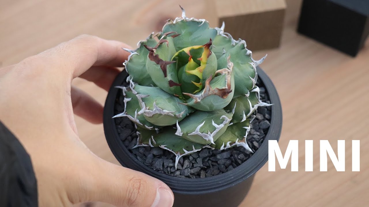 アガベ チタノタ（オテロイ）を小さく育てる3つの方法