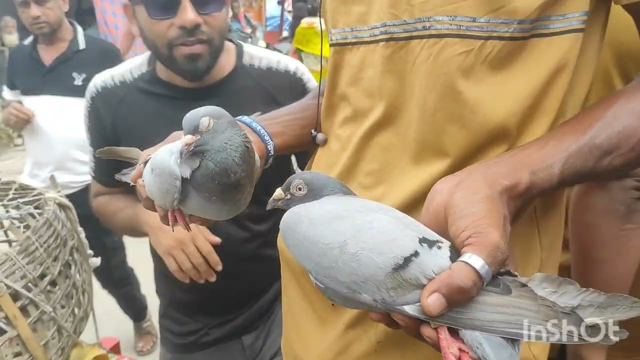 মাগুরা নতুন বাজার কবুতরের হাট। রোজ বৃহস্পতিবার। তা:০৩/০৭/২৫.চঞ্চল মিডিয়া।