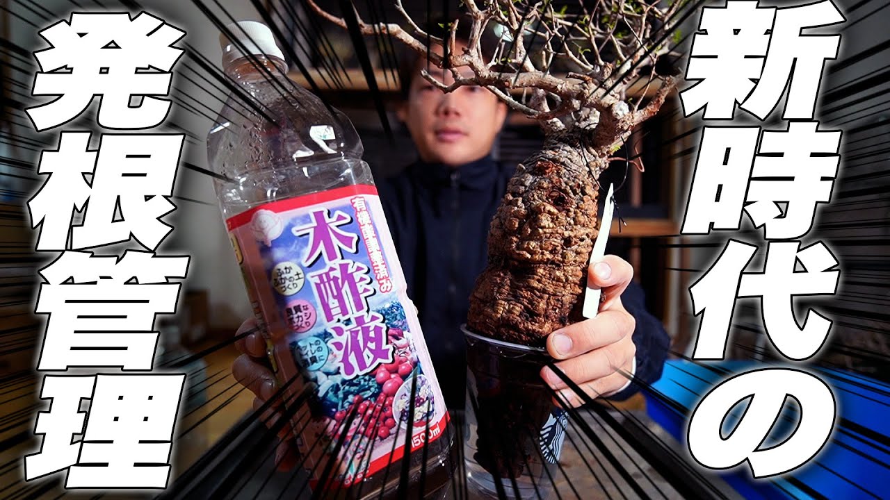 【新しい発根管理】パキプスを新しい管理方法で発根させます[オペルクリカリア パキプス][多肉植物]