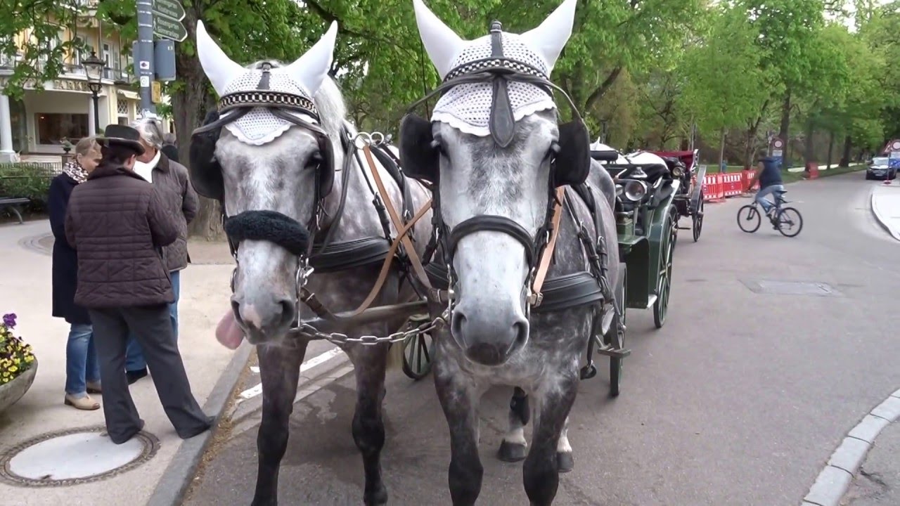 Baden Baden horses waiting the tourists in order to  browse in the town!