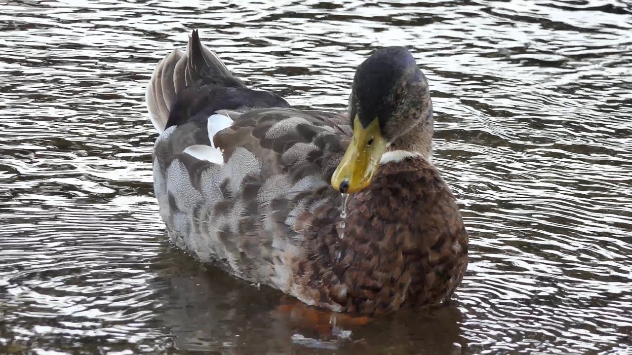 Duck River Bath • Jazz with Piano to Relax