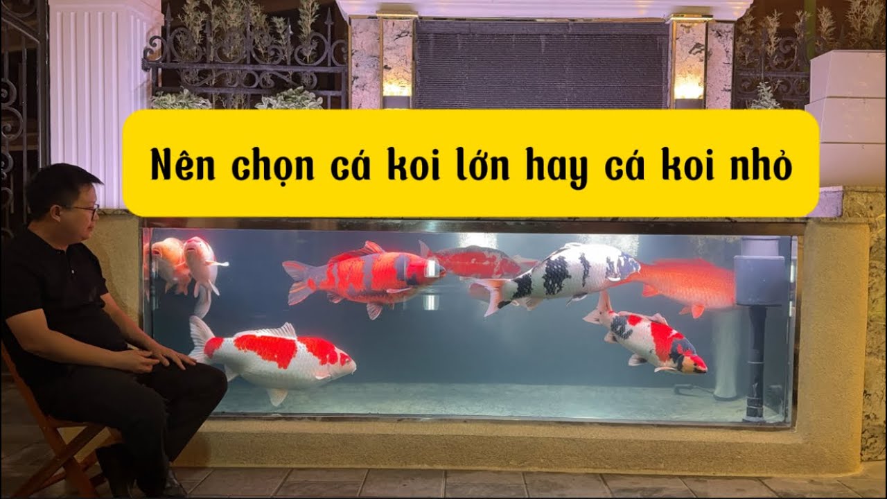 Chọn mua cá koi size nhỏ hay cá koi size lớn