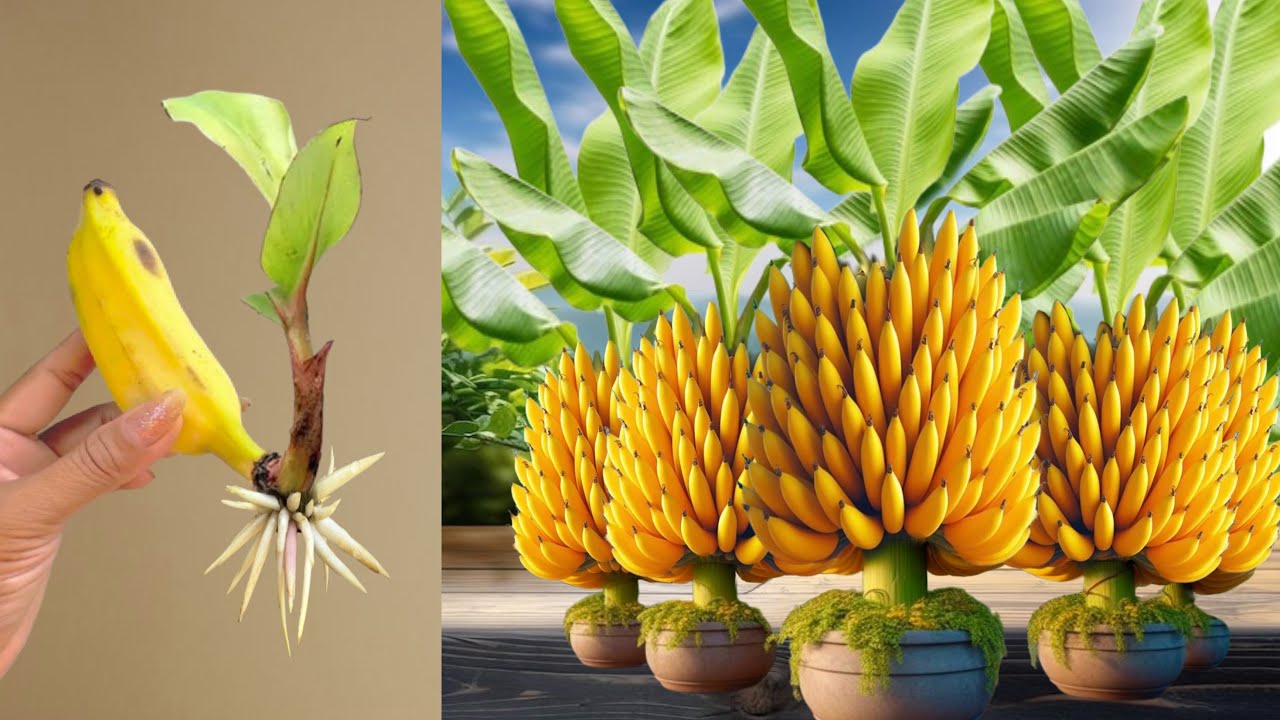 Super Special Technique For Propagating With Coca Cola & Aloe Vera, how to growing banana tree