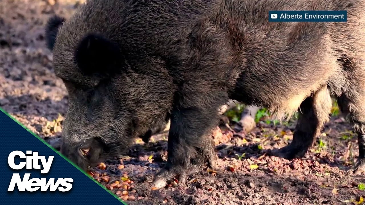 Alberta taking action to control wild boar population